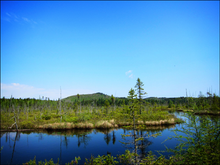 Adirondack Wetlands:  Barnum Bog at the Paul Smiths VIC
